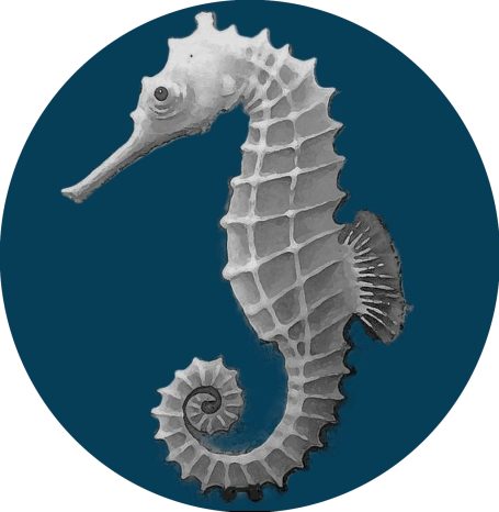 Company Logo is a sea horse looking to the left with the eyes wide open.